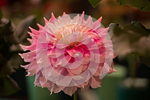 Vibrant pink colored dahlia