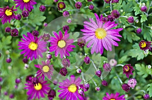 Vibrant Pink Daisies