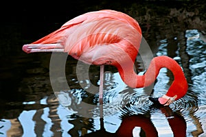 Vibrant pink flamingo drinking