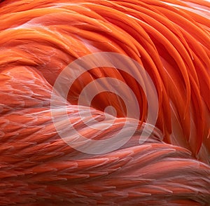 Vibrant pink flamingo feathers close up