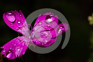 Vibrant pink flower illuminated by moonlight in a peaceful forest setting