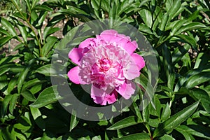 Vibrant pink flower of peony in spring