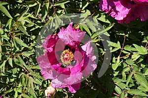 Vibrant pink flower of tree peony