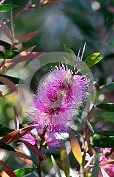 Vibrant pink flowers of the Australian native Bottlebrush Callistemon Violaceus cultivar, family Myrtaceae photo