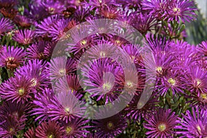 Vibrant pink flowers, likely from the genus Lampranthus, commonly known as ice plants
