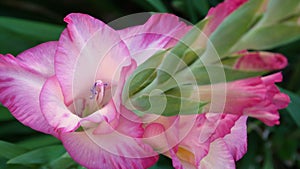 Vibrant Pink Gladiolus Blooms