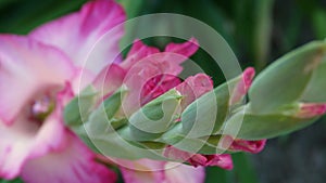 Vibrant Pink Gladiolus Blooms