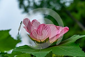 A vibrant pink hibiscus flower and a cute damsel-fly