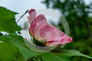 A vibrant pink hibiscus flower and a cute dragonfly