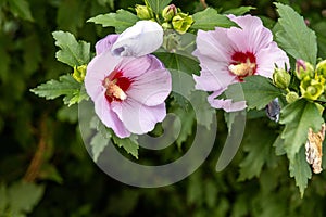 Vibrant pink hibiscus flowers - lush green leaves - close-up, detailed view of petals and stamen