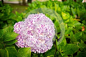 Vibrant pink hydrangea bloom in garden.