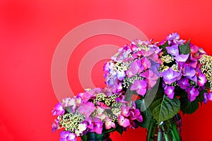 Vibrant Pink Lacecap Hydrangea on Red