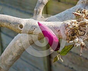 Vibrant pink magnolia bud