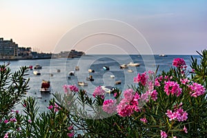 Vibrant pink Nerium oleander flowers with blurred boats and yachts in Malta`s Balluta Bay