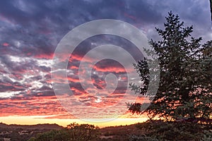Vibrant pink, orange, yellow and lavender sunset, rural lanscape,, large pine tree, live oaks sunset sky