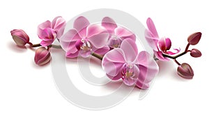 Vibrant pink orchid flowers with delicate petals. Perfect for decorative and nature-themed designs. Realistic details in photo