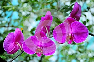 Vibrant pink orchids