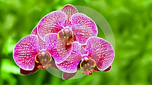 Vibrant pink orchids