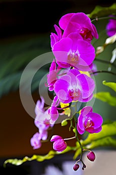 Vibrant pink orchids