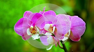 Vibrant pink orchids photo