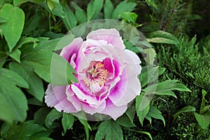 Vibrant Pink Peony Blooming in Lush Garden