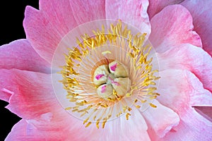 Vibrant pink peony blossom center top view macro