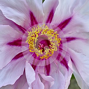 Vibrant pink peony flower