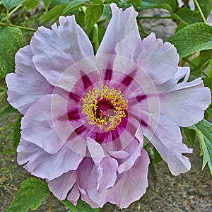 Vibrant pink peony flower