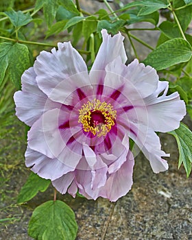 Vibrant pink peony flower closeup