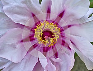 Vibrant pink peony flower closeup