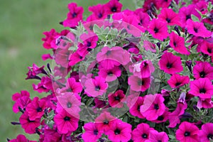 Vibrant Pink Petunias