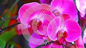 Vibrant pink phalaenopsis orchids