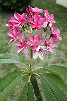 Vibrant Pink Plumeria Flowers