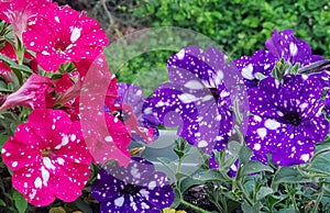 Vibrant pink and purple colors of marbled petunia flowers