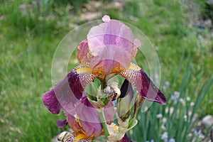 Vibrant pink and purple flower of iris