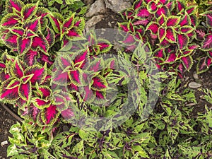 Vibrant pink, purple, and green leaves of Painted Nettle Coleus scutellarioides,, Solenostemon. beautiful flower pattern photo