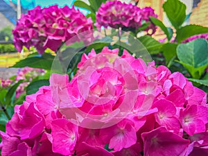 Vibrant pink purple hydrangea flowers macro close up