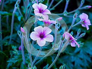 Vibrant Pink, Purple and White Flowers in a Field