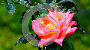 Vibrant pink rose