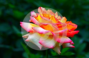 Vibrant pink rose