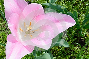 Vibrant Pink Tulip