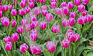 Vibrant pink tulips