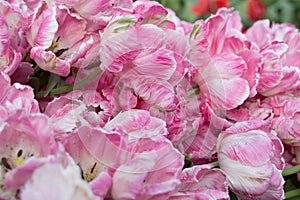 Vibrant pink tulips