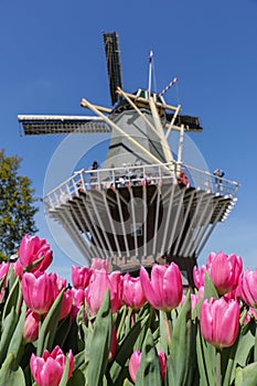 Vibrant pink tulips and Dutch windmill