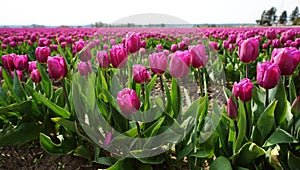 Vibrant pink tulips in a field