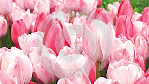 Vibrant pink tulips flowers swinging in slow wind in garden or field in srping.
