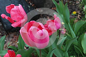 Vibrant pink tulips in full bloom