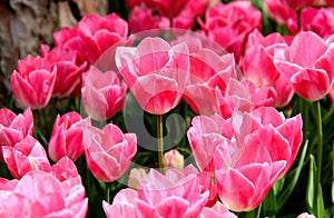 Vibrant pink tulips in full bloom illuminated by sunlight in Istanbul, Turkey