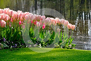 Vibrant pink tulips by the lake at Keukenhof Gardens, Lisse, South Holland