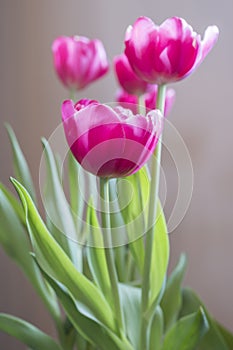 Vibrant pink tulips plant sofly lit by natural light, spring con